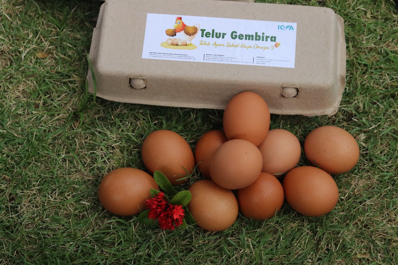 Antara Telur Kampung, Telur Ayam, dan Telur Omega : Apa saja pembedanya?
