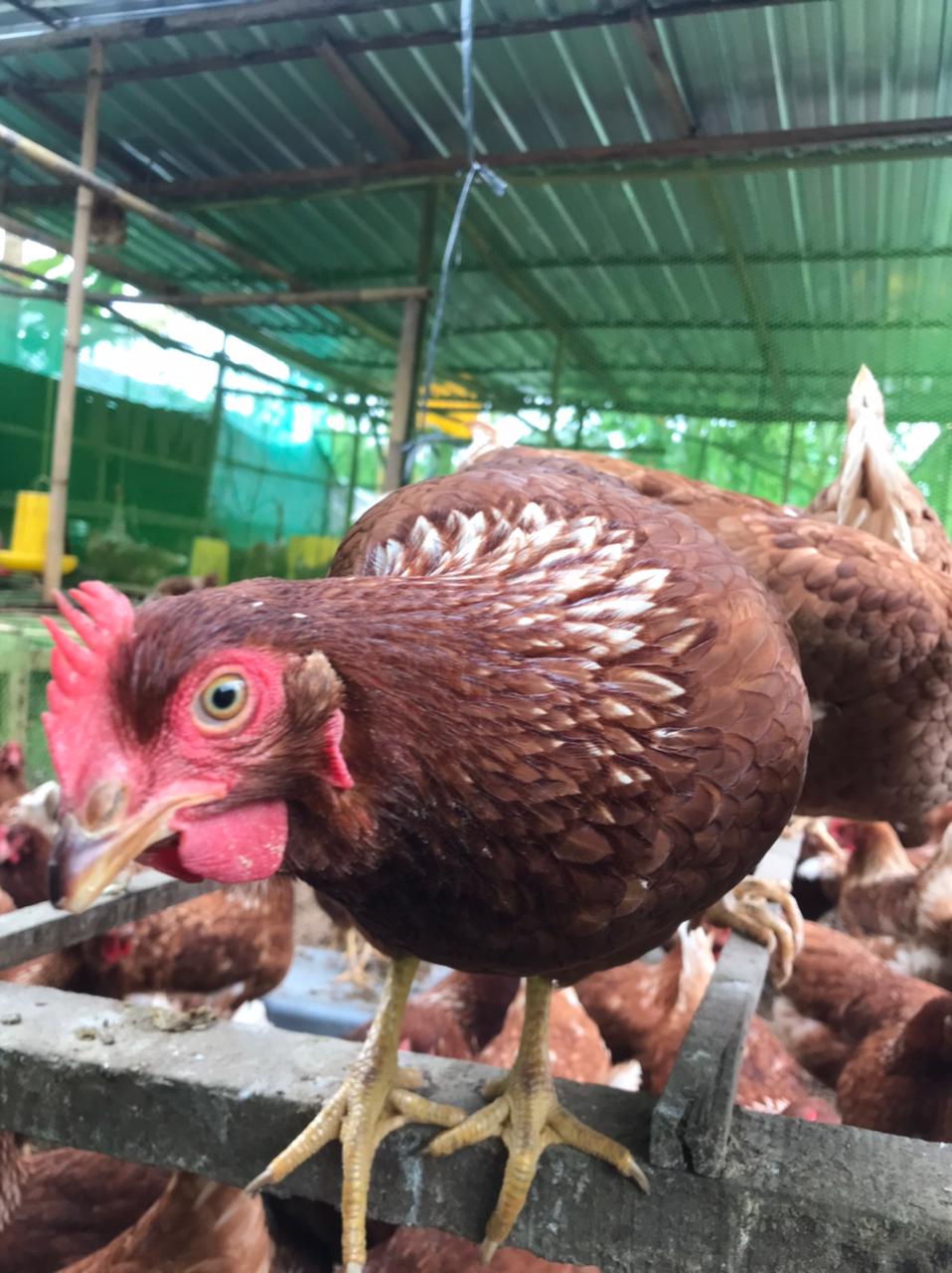 Mengapa Memilih Telur dari Peternakan Bebas Sangkar?